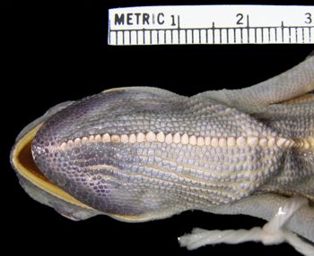Media type: image; Herpetology R-6712